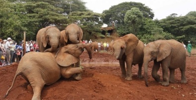 30 de Agosto — Filhotes órfãos de elefantes brincam no orfanato Daphne Sheldrick - 1973 – O Quênia bane a caça de elefantes e o comércio do marfim.