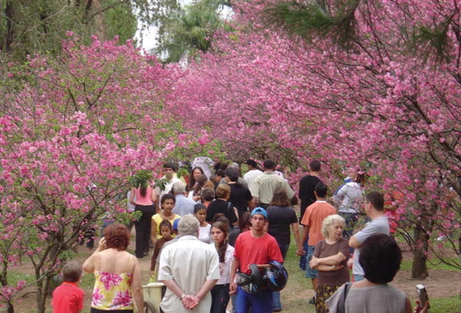 5 de Maio - Festa da Cerejeira de Garça (SP).
